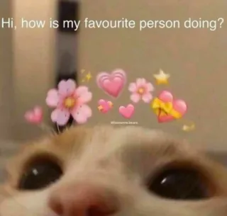 😸 Hi, how is my favourite person doing? kat, hartjes, bloemen, schattig, groet, vraag telegram sticker