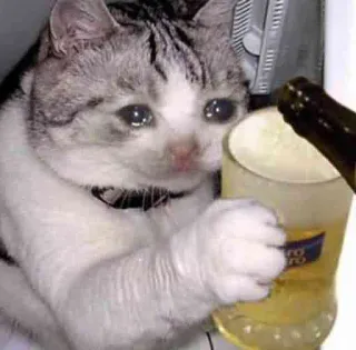 😭 cat, drinking, beer, sad, meme, animal whatsapp sticker