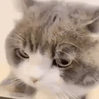 🐱 cat, animal, pet, domestic animal, mammal, feline whatsapp sticker