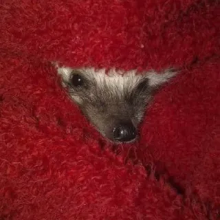 🤫 hedgehog, animal, cute, red, blanket telegram sticker