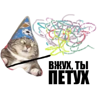 ✨ kat, feest, viering, dier, sticker telegram sticker