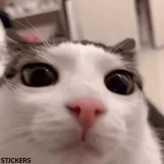 ๐ STJCKERS cat, animal, sticker, pet, cute, close-up telegram sticker