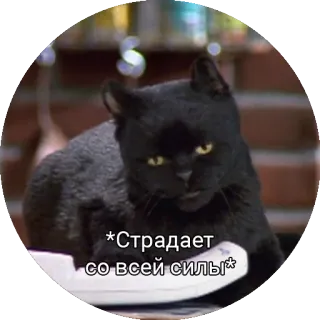 Кот Салем telegram stickers