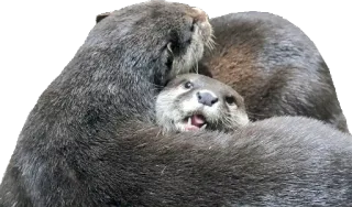 👥 wydry, słodkie, zwierzęta, ssaki, natura, dzika przyroda telegram sticker