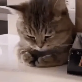 🫣 gato, animal, mascota, lindo, felino, gato doméstico whatsapp sticker