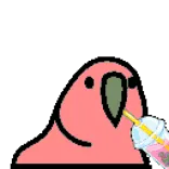 🦜 bird, cockatoo, pink, drinking, beverage, cute telegram sticker