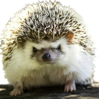 😡 hedgehog, animal, cute, prickly, mammal telegram sticker