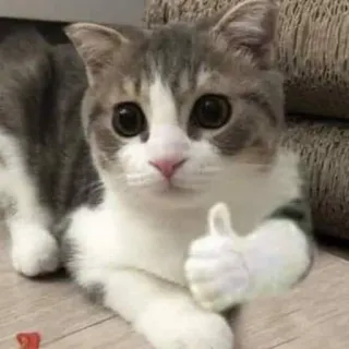 🎃 gato, gatinho, joinha, fofo, animal, positivo, ok whatsapp sticker