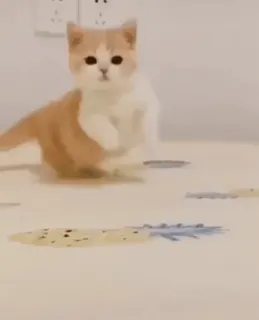 🐈 mèo con, mèo, thú cưng, dễ thương, động vật nuôi, động vật, tinh nghịch whatsapp sticker
