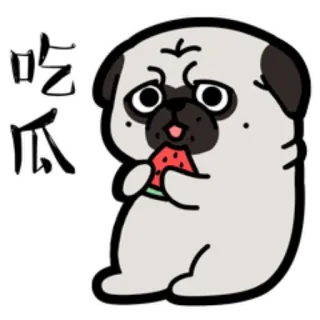 🙎‍♂️ 吃瓜 pug, anjing, semangka, makan, imut, emoji telegram sticker