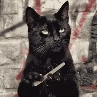 😐 gatto, coltello, gatto nero, animale, animale domestico, meme telegram sticker