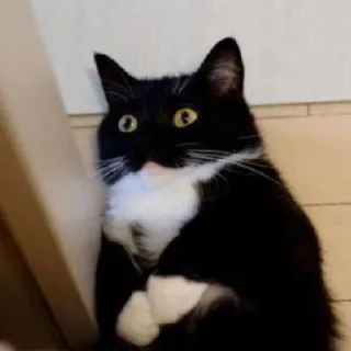 😳 cat, tuxedo cat, animal, pet, black and white whatsapp sticker