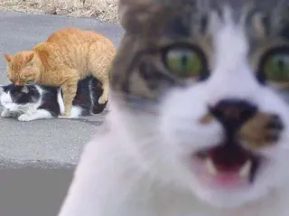 😲 gatos, animais, humor, animal de estimação whatsapp sticker