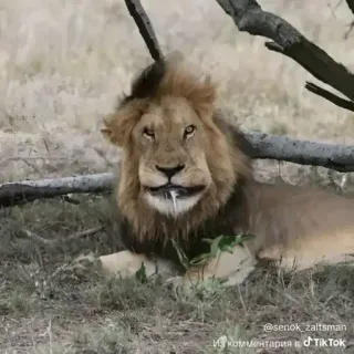 🌟 Из комментария в TikTok lion, wildlife, animal, drool, predator, nature, meme telegram sticker