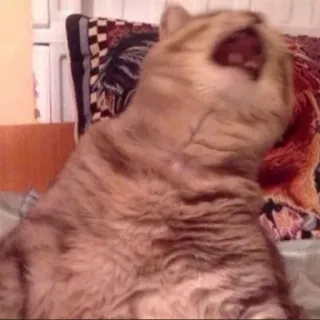 😵 猫, ペット, 動物, 飼い猫, ネコ科 telegram sticker