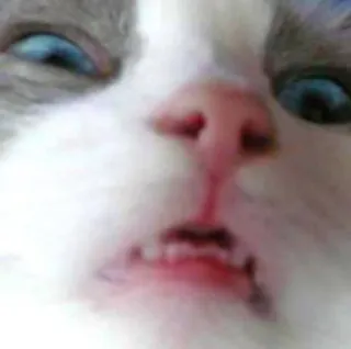 😟 kot, śmieszne, zwierzę, mem, zwierzę domowe, głupi telegram sticker