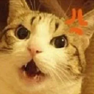 😡 cat, angry, meme, animal, feline, expression whatsapp sticker