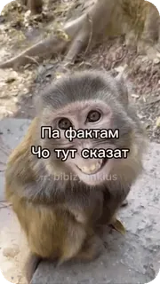 🌟 Па фактам
Чо тут сказат monkey, animal, meme telegram sticker