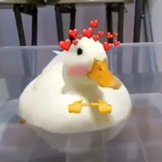 🥰 duck, cute, hearts, animal, bird whatsapp sticker