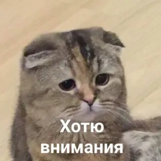 🥺 Хотю внимания แมว, เศร้า, ความสนใจ, น่ารัก, สัตว์ whatsapp sticker