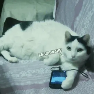 📱 БЕЗОБРАЗИЕ cat, phone, cute, animal telegram sticker