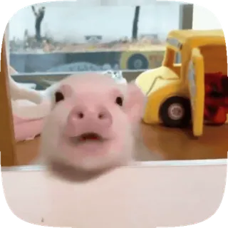 🐽 돼지, 동물, 귀여운, 애완동물, 웃긴 telegram sticker