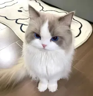 🤔 gato, animal, mascota, ragdoll, ojos azules, lindo whatsapp sticker