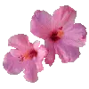 🌺