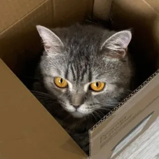 🐱 cat, box, animal, pet, domestic animal, feline whatsapp sticker