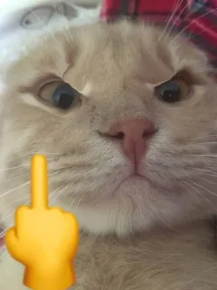 😡 gato, dedo do meio, gesto ofensivo, emoji telegram sticker