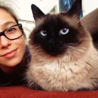 😊 chat, femme, animal de compagnie, siamois, selfie, portrait, animal, domestique whatsapp sticker