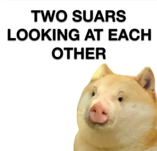 🐷 TWO SUARS LOOKING AT EACH OTHER Cochon, Animaux, Meme, Drôle whatsapp sticker