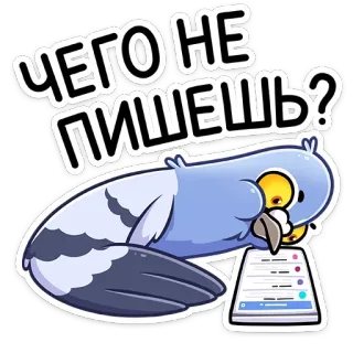 😡 ЧЕГО НЕ ПИШЕШЬ? bird, pigeon, message, russian, writing, cartoon telegram sticker