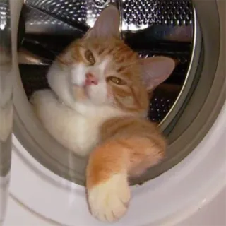 🚕 cat, washing machine, pet, animal, domestic cat, orange cat, cute telegram sticker