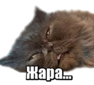 😒 Жара... cat, heat, summer, lazy, exhausted telegram sticker