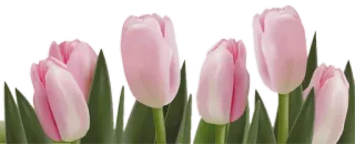 🌷 Tulpen, Blumen, Rosa, Blumenmuster, Frühling, Garten whatsapp sticker