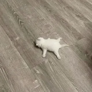 🕯 kitten, cat, animal, cute, sleeping, white, domestic animal whatsapp sticker