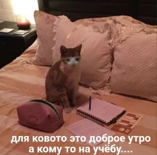 🙍‍♀ для ковото это доброе утро а кому то на учёбу.... cat, meme, russian, morning, school telegram sticker