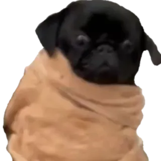 😧 pies, mops, słodki, zwierzę, koc telegram sticker