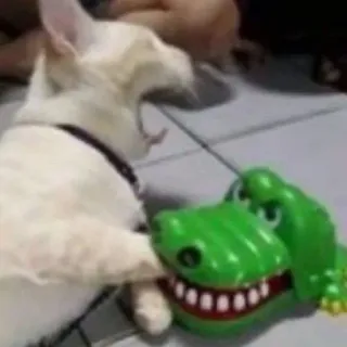 😩 chat, animal, jouet, crocodile, animal de compagnie telegram sticker