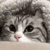 😺