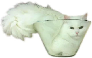 🐱 cat, glass, white cat, pet, animal, domestic cat telegram sticker
