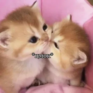 🥰 *цмок* chats, chatons, mignon, bisou, animaux, animaux de compagnie telegram sticker