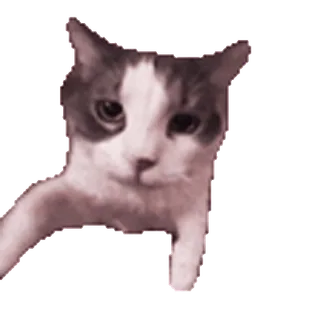 😽 kat, dier, huisdier, zoogdier telegram sticker