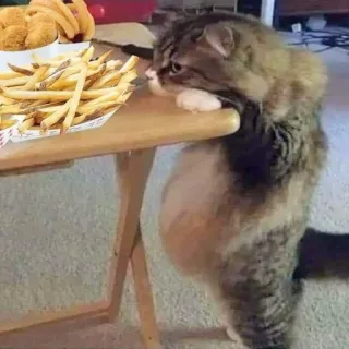 😋 cat, fries, food, table, animal telegram sticker