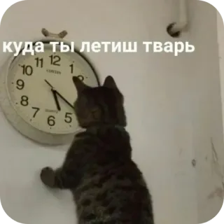 🐱 куда ты летиш тварь chat, horloge, russe, animal, mème telegram sticker