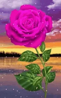 🌷 flor, rosa, naturaleza, rosa, atardecer, bonito telegram sticker
