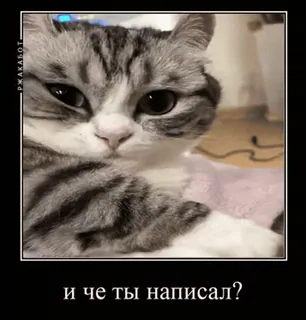 🌟 и че ты написал? แมว, มีม, สัตว์เลี้ยง, สัตว์ whatsapp sticker