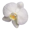 🌸