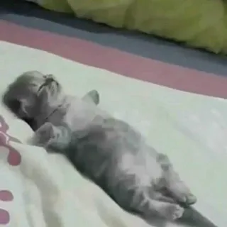 🥀 猫, 子猫, 睡眠, ペット, 動物, 可愛い telegram sticker